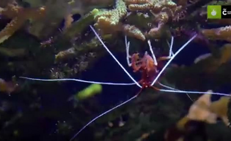 El trabajo del camarón limpiador del Aquarium coruñés
