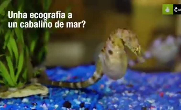 VÍDEO | El Aquarium de A Coruña muestra cómo hacer una ecografía a un caballito de mar