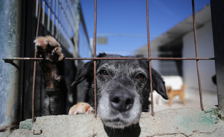 El Congreso aprueba la Ley de Bienestar Animal, sin perros de caza ni test de aptitud de dueño y animal