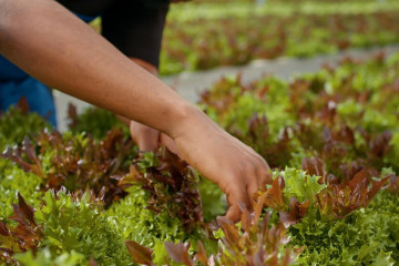 Agricultura regenerativa