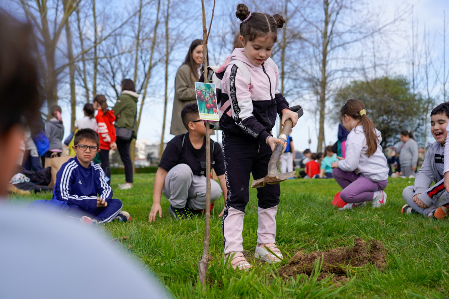 Culleredo celebra el Día del Árbol plantando ocho cerezos