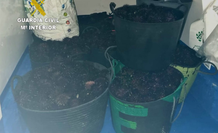 VÍDEO | La Guardia Civil decomisa 236 kilos de erizo de furtivismo en A Coruña