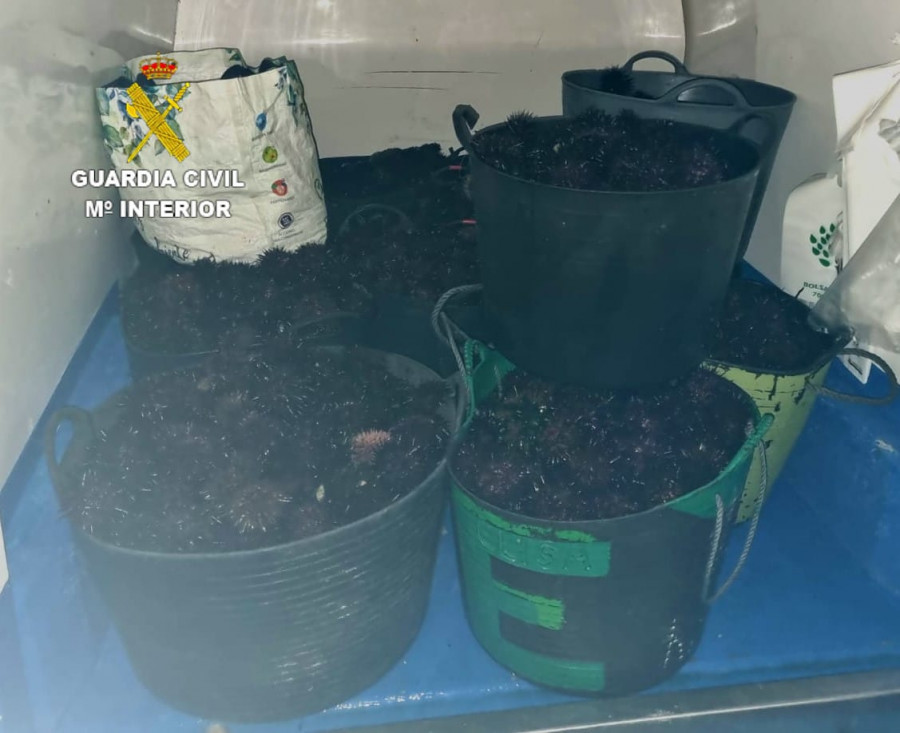 VÍDEO | La Guardia Civil decomisa 236 kilos de erizo de furtivismo en A Coruña