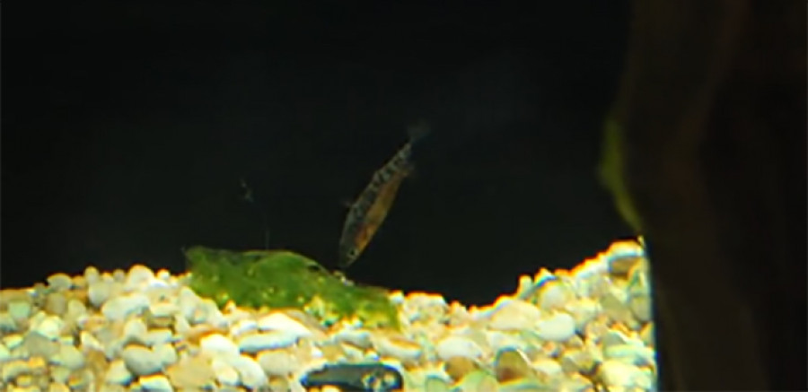 VÍDEO | Así hace su nido el espinoso de la Casa de los Peces de A Coruña