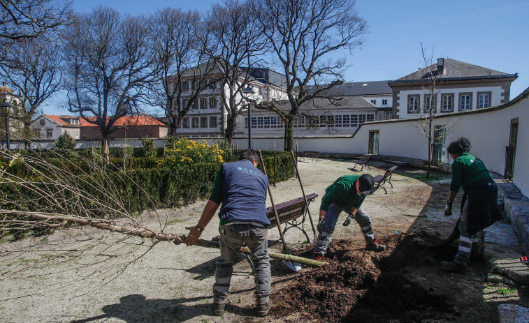Los jardines de San Carlos de A Coruña reciben su primer olmo resistente a la grafiosis