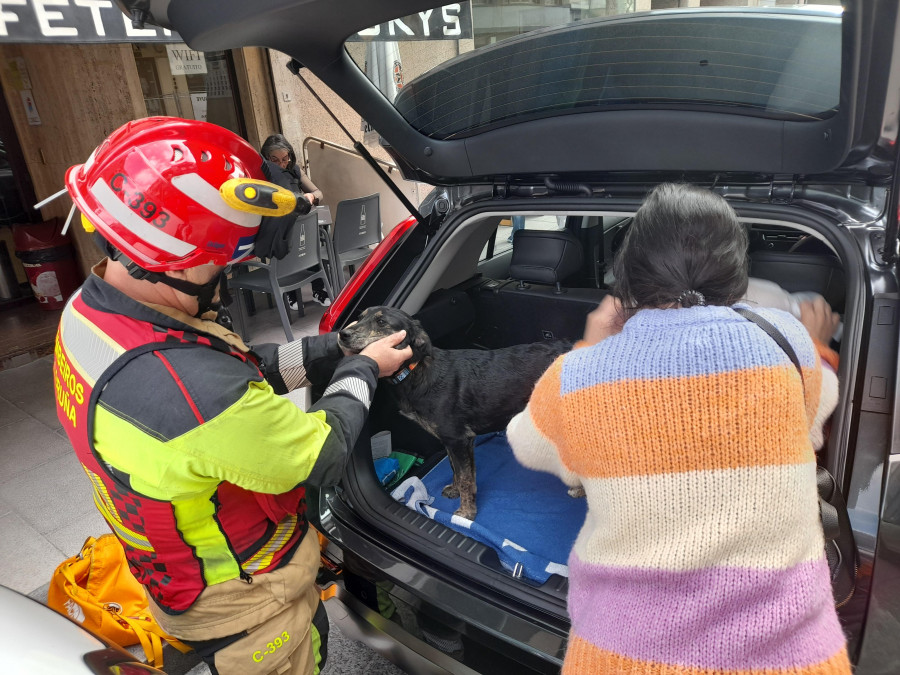Los bomberos salvan a una cachorra que se cayó a un patio de luces de A Coruña