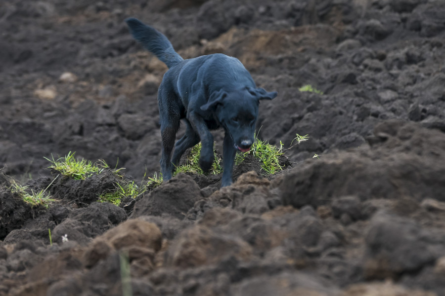 Jacob, el perro que busca a su familia tras el gigantesco alud en Alausí