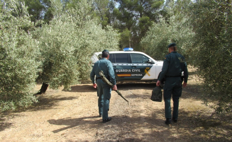 Interceptan nueve terneros sin documentación sanitaria que tenían como destino Abegondo