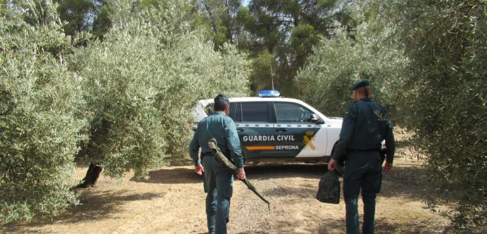 Interceptan nueve terneros sin documentación sanitaria que tenían como destino Abegondo