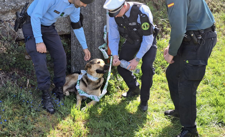 La Guardia Civil de A Coruña rescata a un perro en el Camino Francés