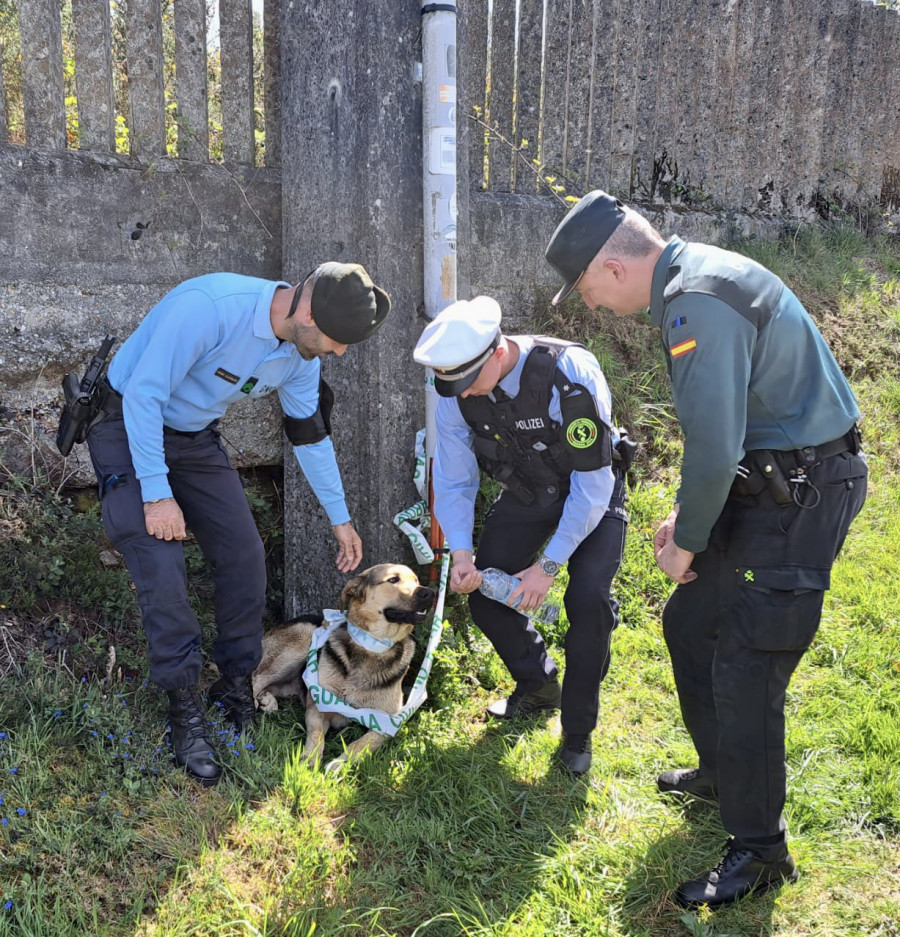 La Guardia Civil de A Coruña rescata a un perro en el Camino Francés