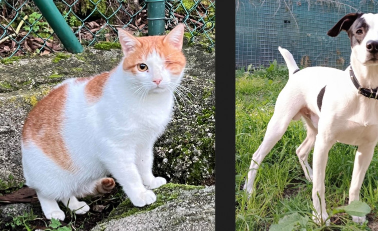 Pirata y Simba buscan un hogar