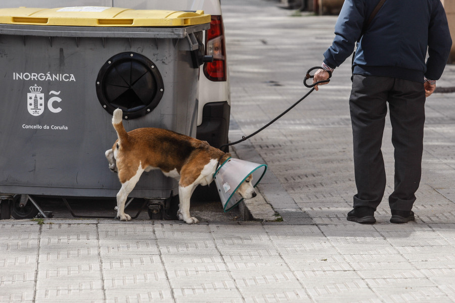 Más de tres años sin multar a dueños de los perros por no recoger las heces