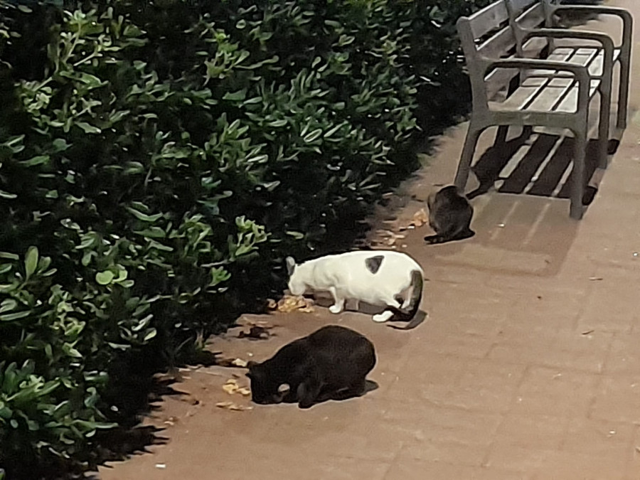 El servicio de recogida de animales de A Coruña pide 540 euros por recoger los gatos aparecidos en una finca