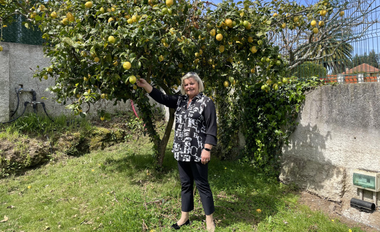 Reportaje | Un limonero para abastecerlos a todos en A Pena  da Nosa Señora, a tres minutos de Cambre