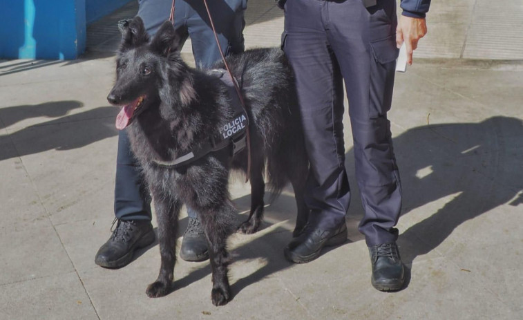 La Policía Local alista a un perro para combatir la droga en los colegios coruñeses