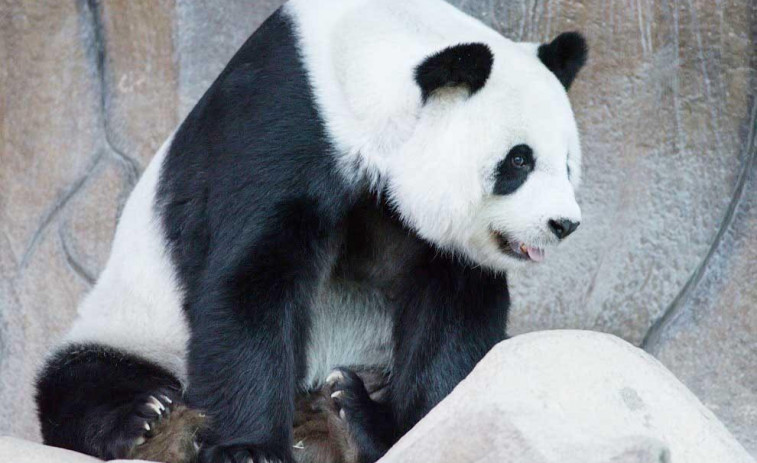 Fallece Lin Hui, el último panda cedido por China que quedaba en Tailandia