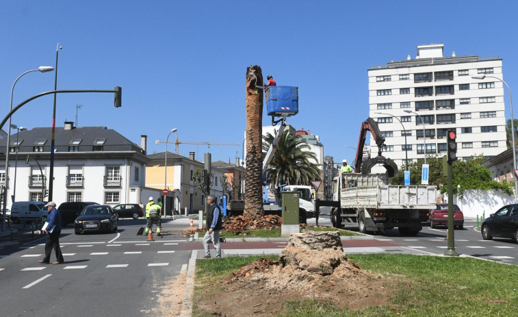 El picudo rojo obliga a talar los troncos de las tres palmeras afectadas de la ronda de Nelle