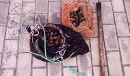 Decomisan cuatro kilos de percebes a unos furtivos en A Coruña