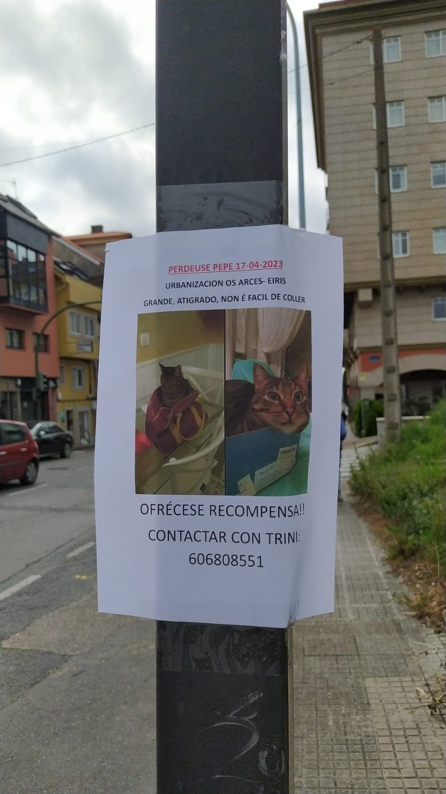 Gato perdido