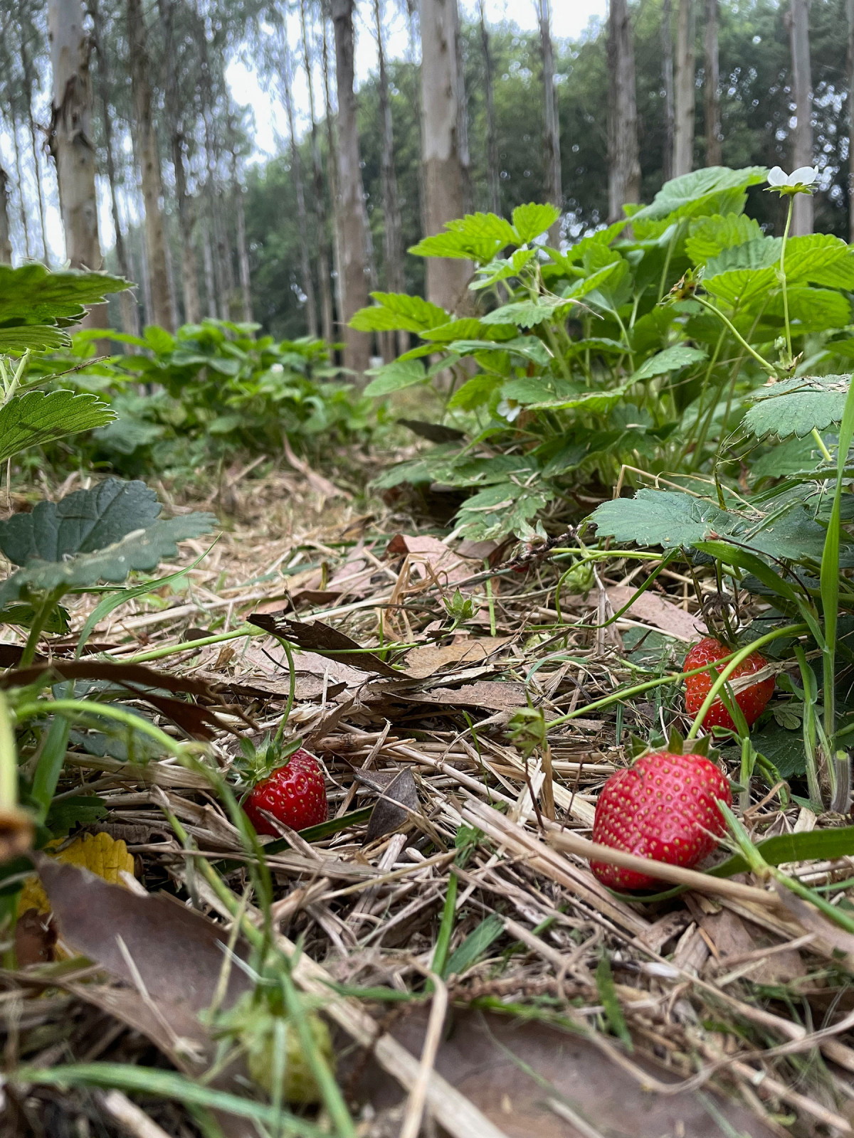 Fresas bajo eucaliptos