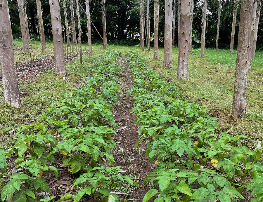 La Cátedra Hijos de Rivera-UDC ve posible recuperar el 75% del suelo donde se plantaron eucaliptos