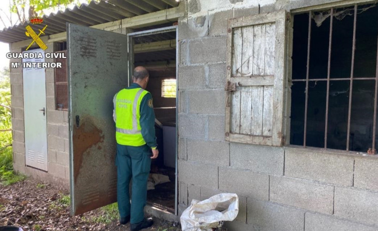 Arrestan un hombre que dejó morir de hambre a cinco perros en un cobertizo de Gondomar