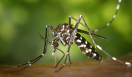 Sanidade confirma que los mosquitos tigre encontrados en Galicia no portan enfermedades