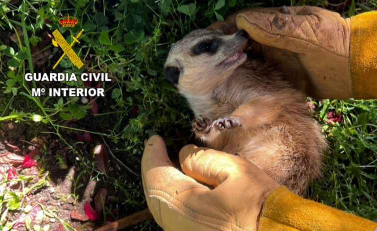 Rescatan una suricata en Ponteareas