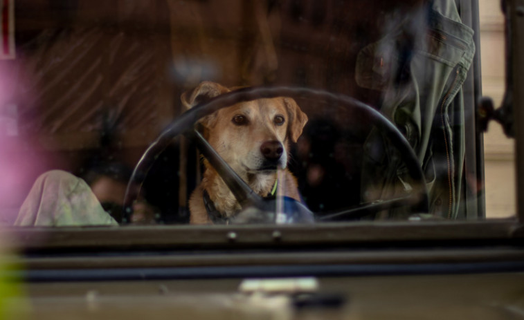 Un conductor cambia de asiento con su perro para fingir ser el pasajero ante la policía