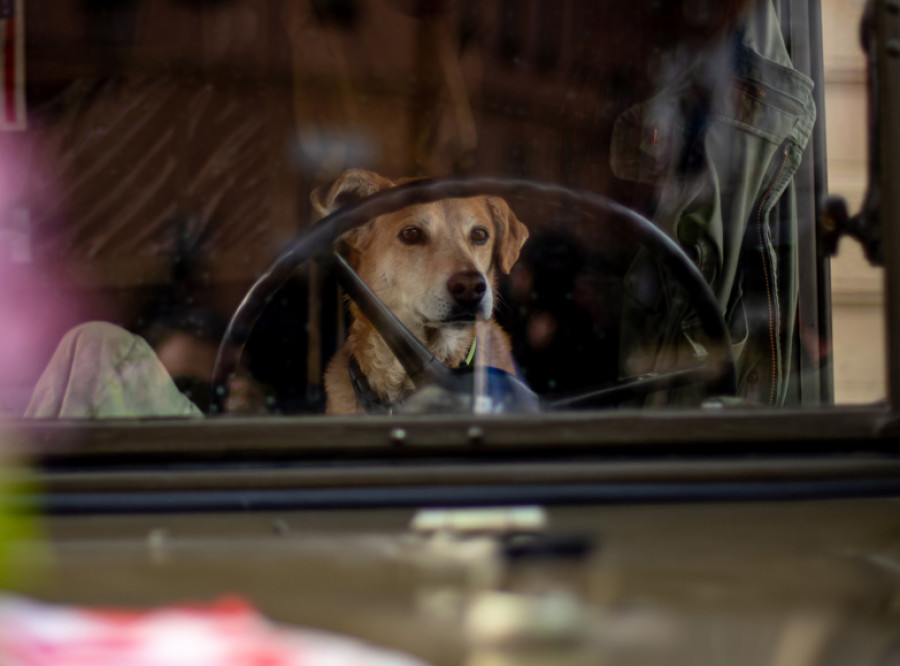 Un conductor cambia de asiento con su perro para fingir ser el pasajero ante la policía