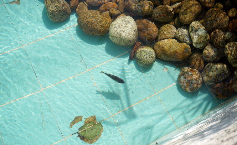 Mueren varios de los peces del estanque de Méndez Núñez