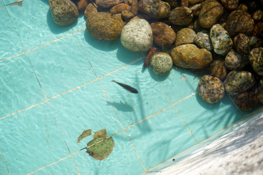 Mueren varios de los peces del estanque de Méndez Núñez