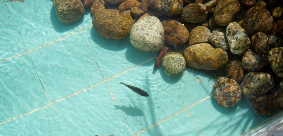 Mueren varios de los peces del estanque de Méndez Núñez