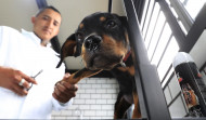 Inauguran en México el primer hotel para perros y gatos abandonados