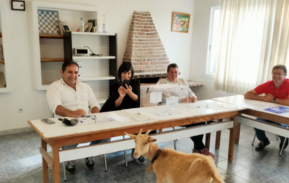 Una cabra se cuela en el colegio electoral de Setecoros en Valga