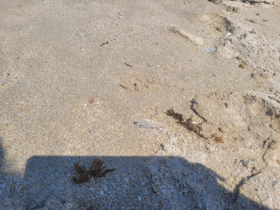 La playa del Orzán, en A Coruña, aparece con medusas en el arenal