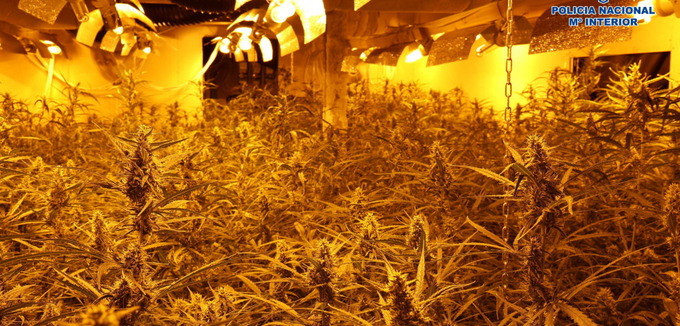 Descubren una plantación subterránea donde se producían 2,4 toneladas de marihuana al año