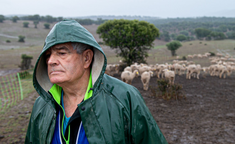 Un trashumante soriano y sus mil ovejas, bloqueados en Ciudad Real por la viruela