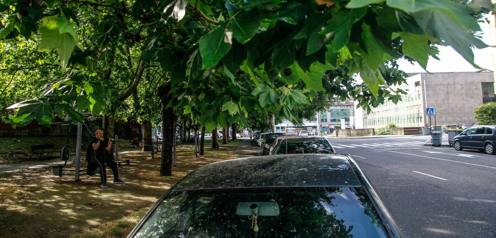 Los árboles de O Ventorrillo se van por las ramas hasta los coches en A Coruña