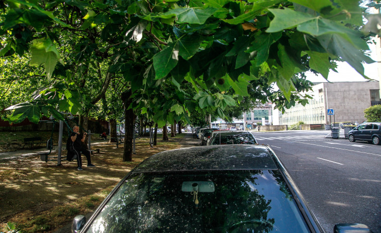 Los árboles de O Ventorrillo se van por las ramas hasta los coches en A Coruña