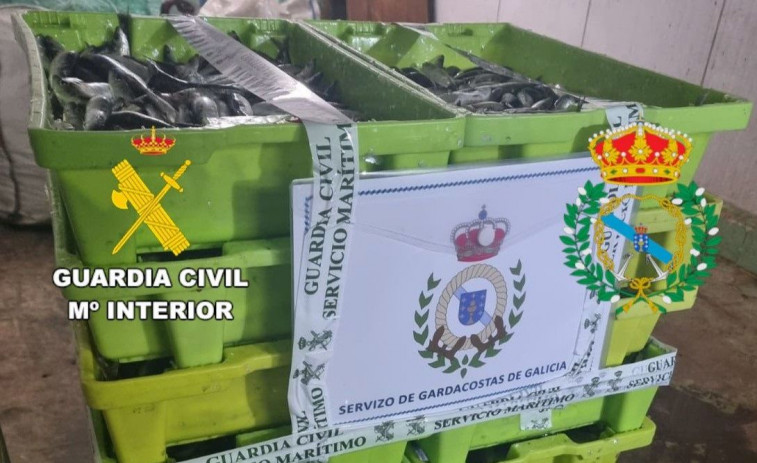 Incautados 244 kilos de sardina que excedían el cupo diario de un barco en Portosín