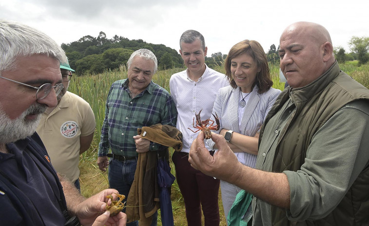 La Xunta asume que es imposible erradicar la plaga de cangrejo americano del embalse de Cecebre