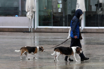 Perros (2) 19293458