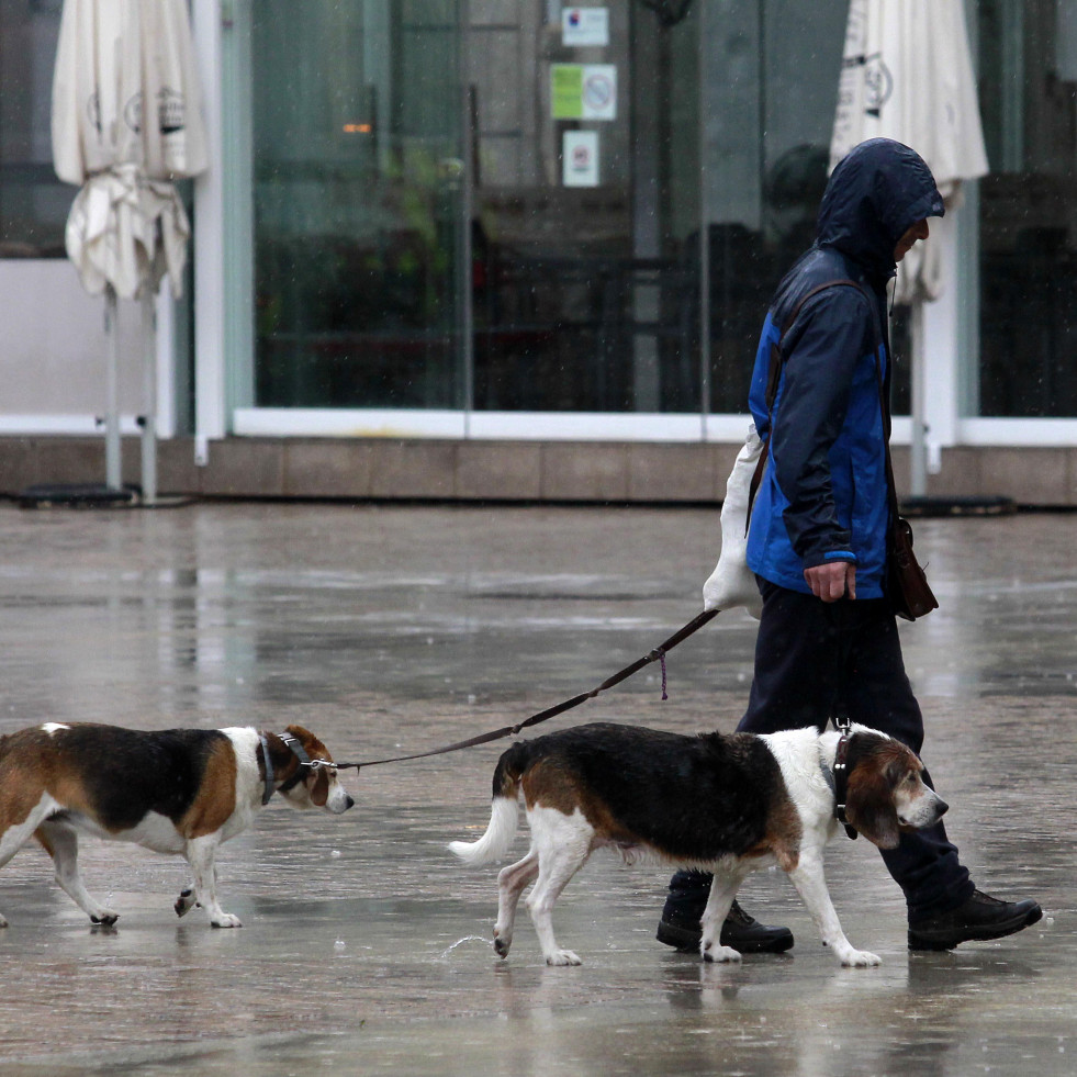 El curso para tenencia de perros se exigirá solo a nuevos dueños y podrá hacerse online