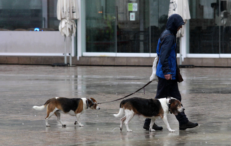 El curso para tenencia de perros se exigirá solo a nuevos dueños y podrá hacerse online