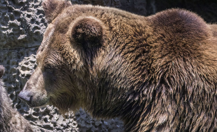 El Consejo de Estado italiano suspende el sacrificio de dos osos de los Alpes