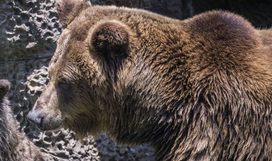 El Consejo de Estado italiano suspende el sacrificio de dos osos de los Alpes