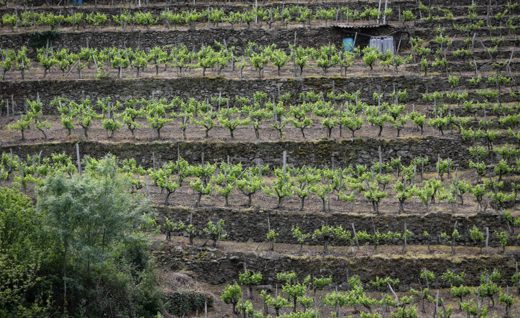 Un brote de Mildiu desbocado arrasa parte de la cosecha de garnacha en Ribeira Sacra