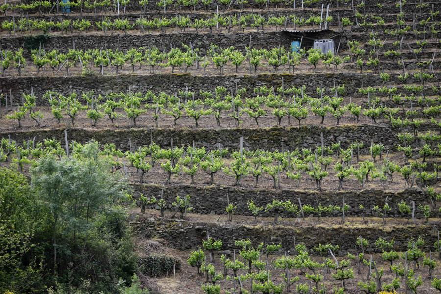 El Bus del Vino saldrá de A Coruña para visitar bodegas de la Ribeira Sacra